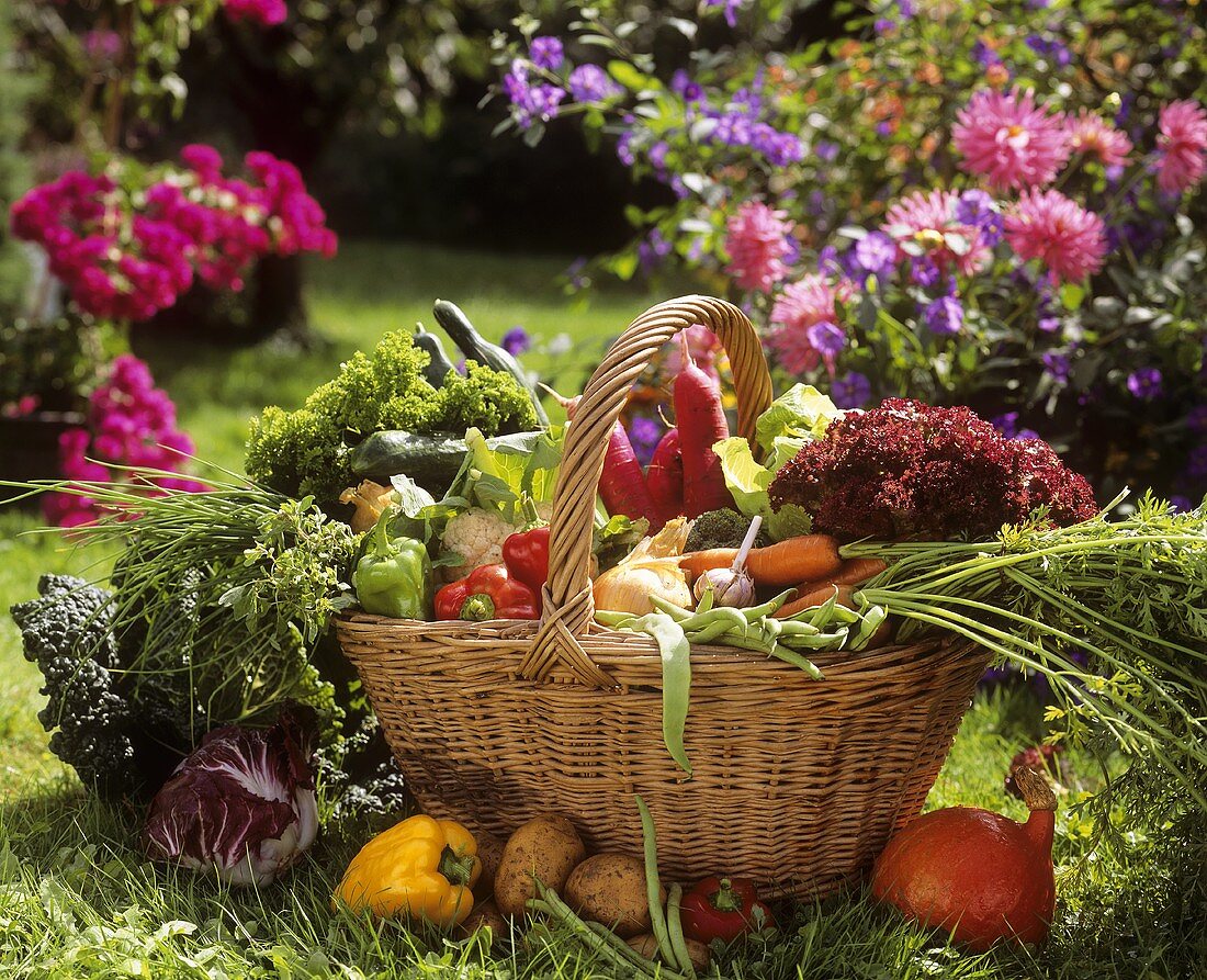 Fresh vegetables in a wicker basket in garden