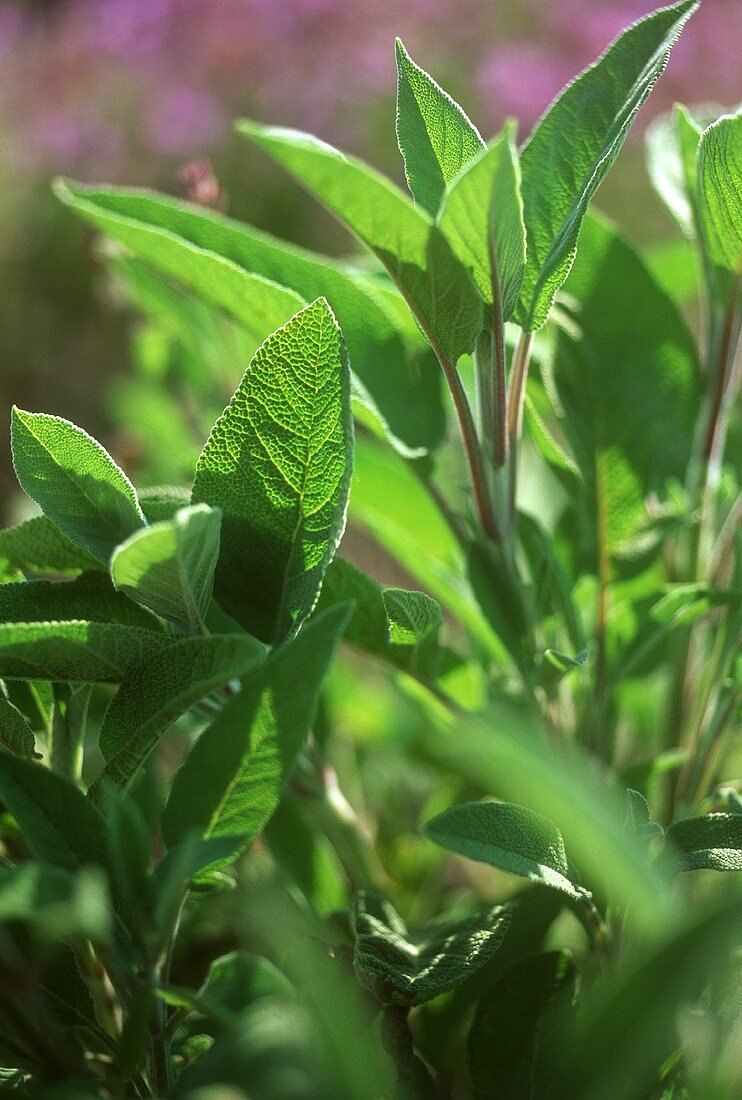 Sage in garden