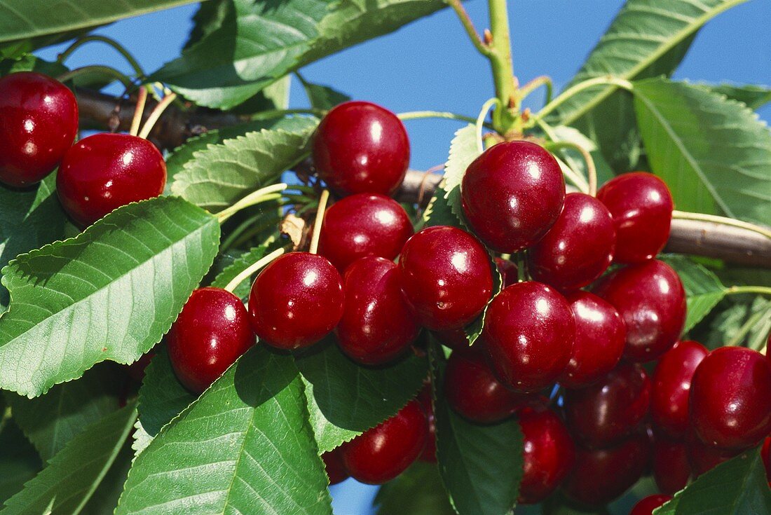 Sweet cherries on branch, Hedelfinger variety
