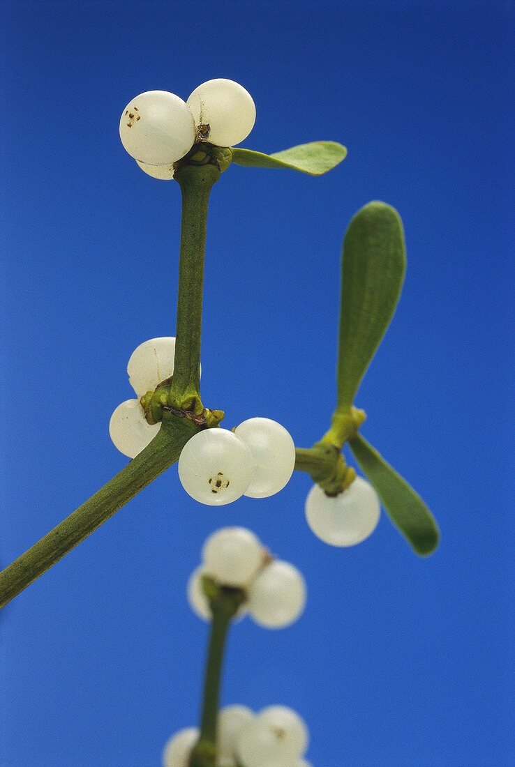 Sprig of mistletoe with leaves and fruits (medicinal plant)