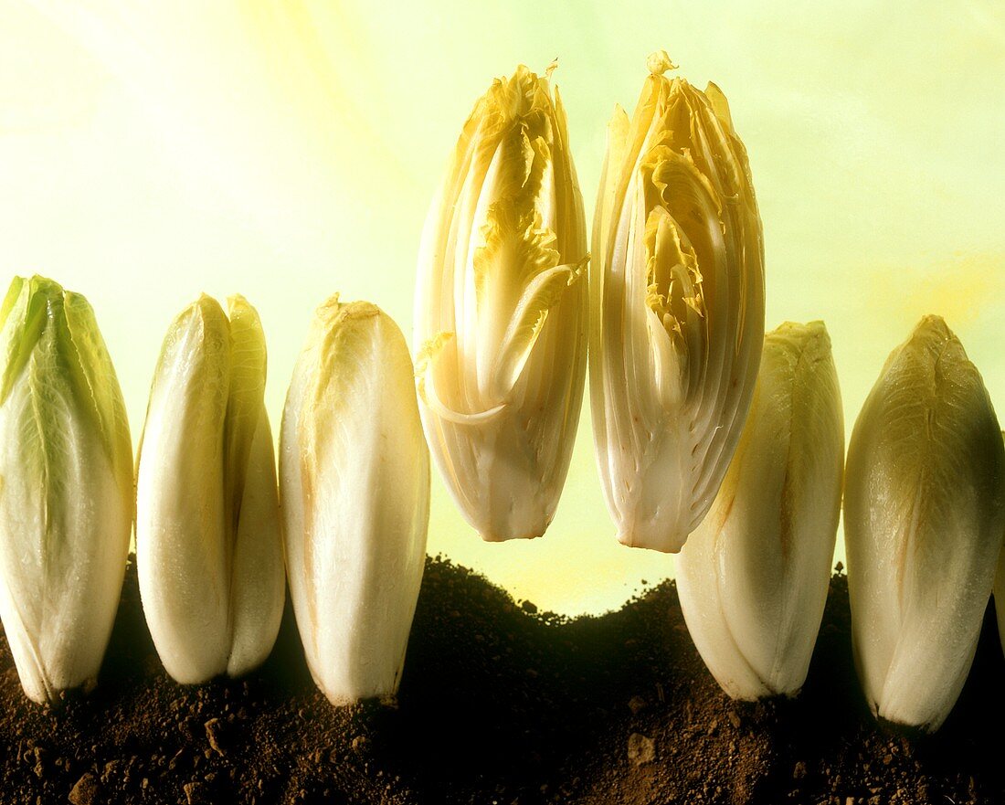 Chicory with soil