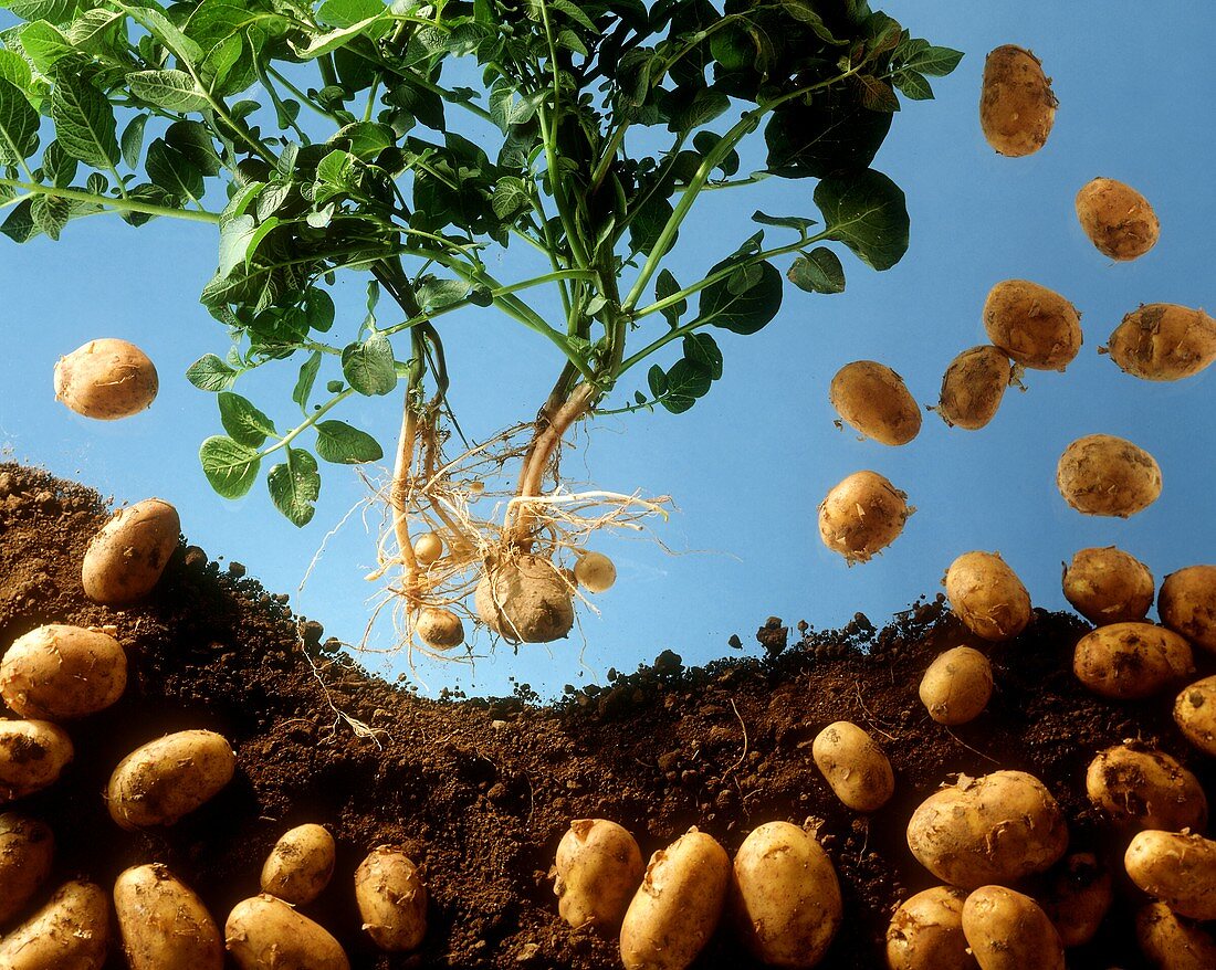 Kartoffeln mit Erde und an der Pflanze