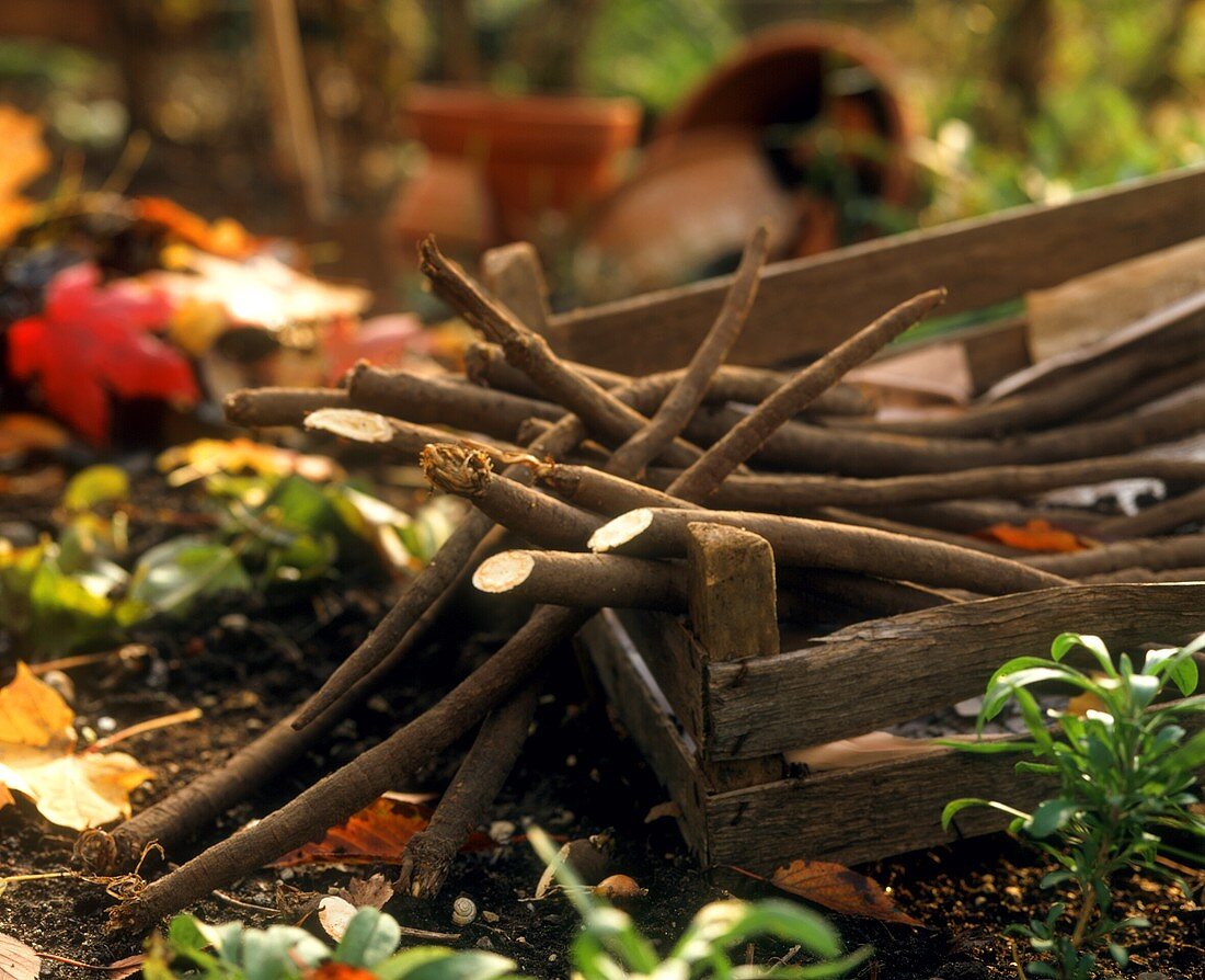 Scorzonera in a wooden crate in open air