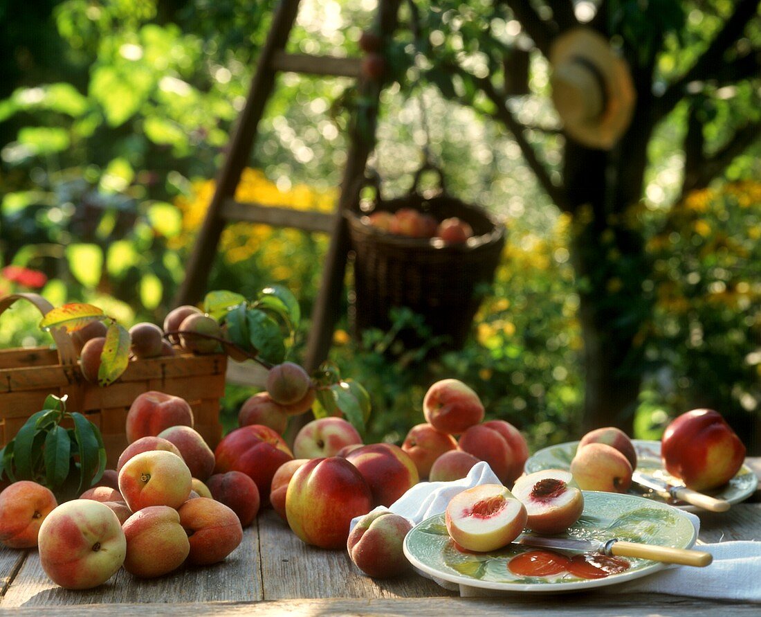 Pfirsiche und Nektarinen auf einem Holztisch im Garten