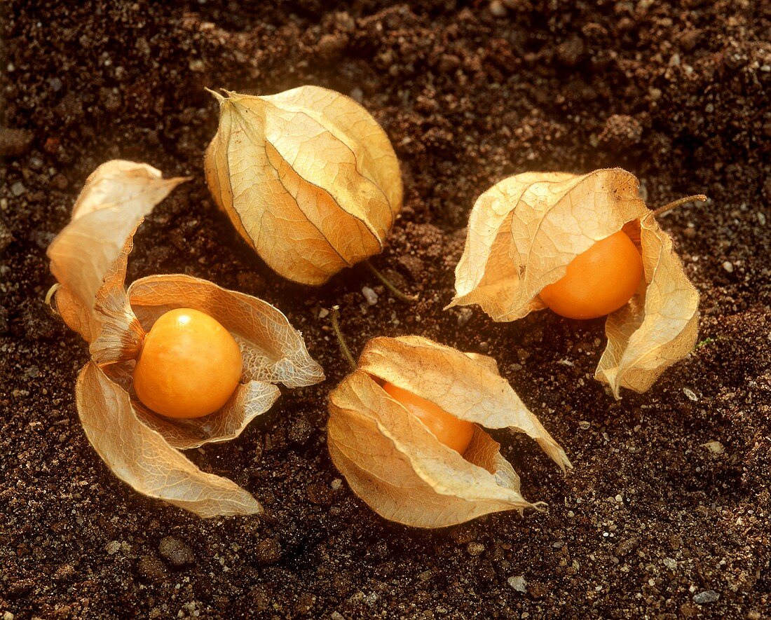 Four physalis (also known as Cape gooseberries)