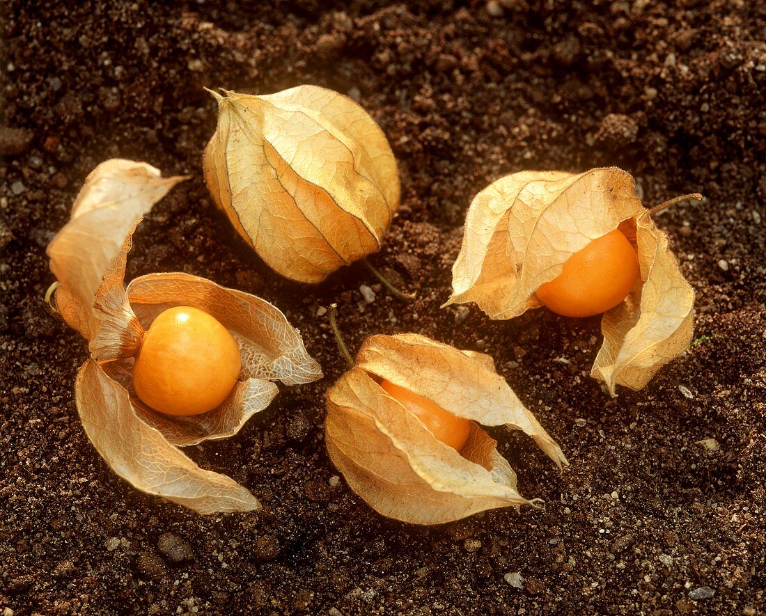 Vier Physalis (auch: Lampionfrüchte, Kapstachelbeeren)