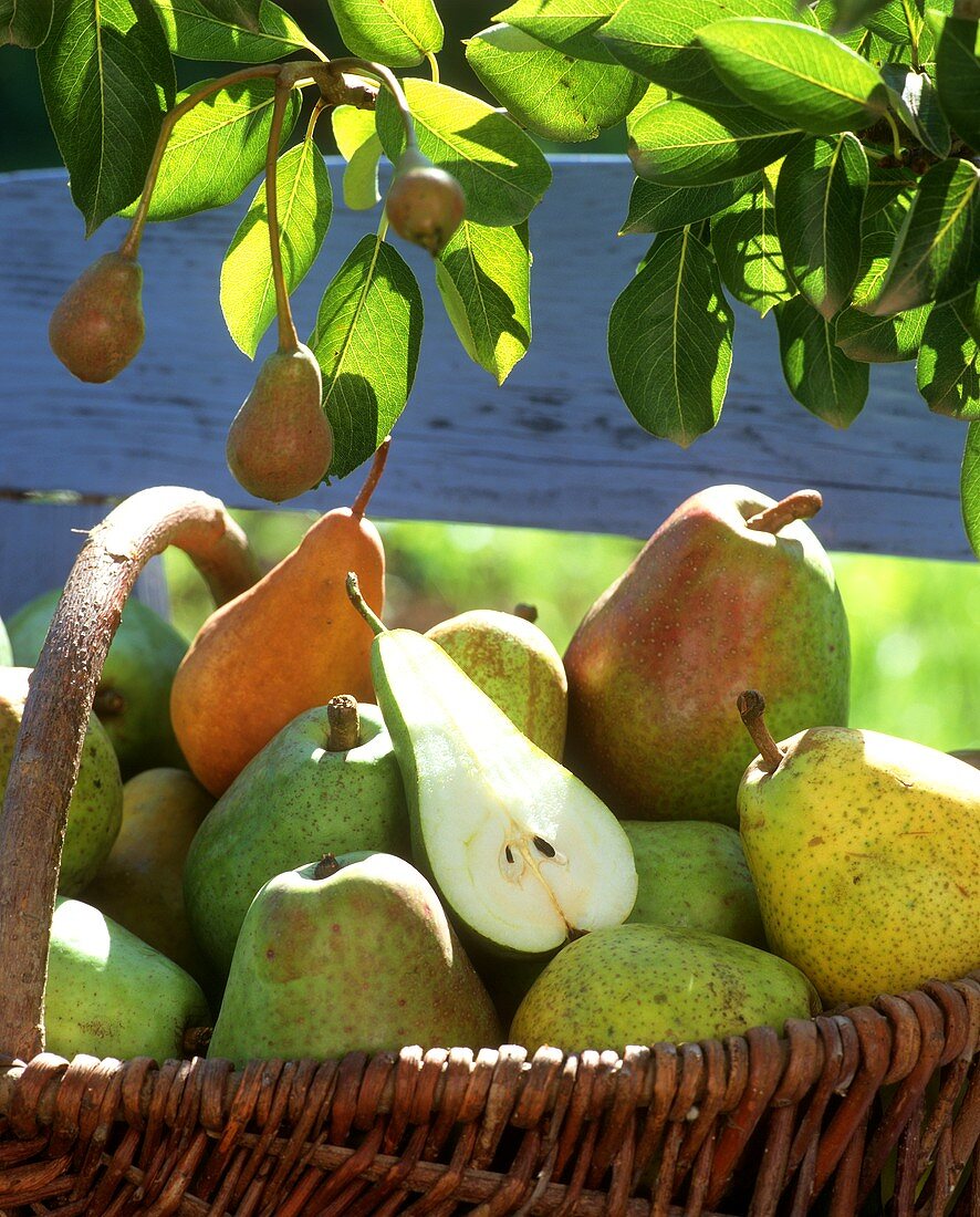 Pears in basket under pear tree, one halved