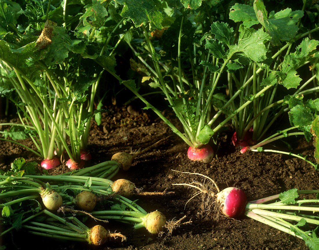 Autumn turnips and Teltow turnips on vegetable bed