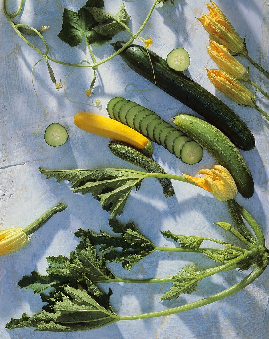 Zucchini, Zucchiblätter & -blüten, Gurken