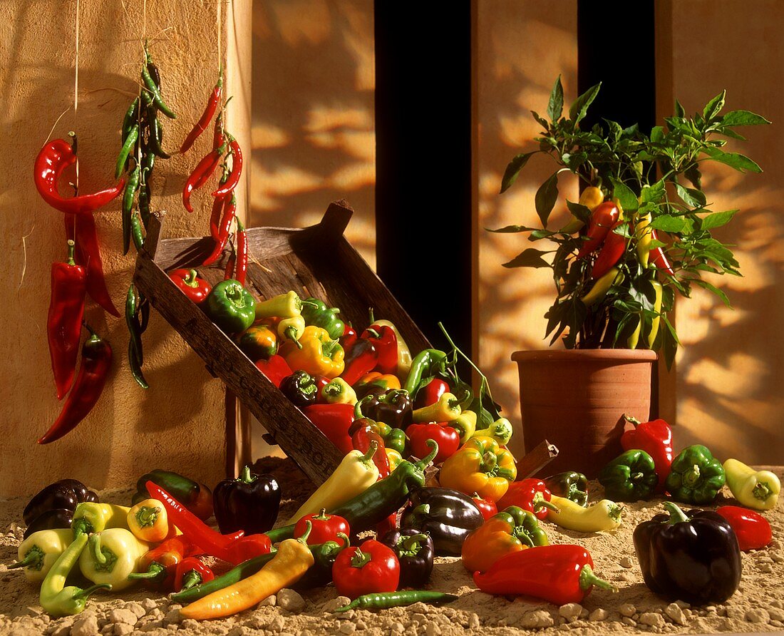 Still life with different types of peppers