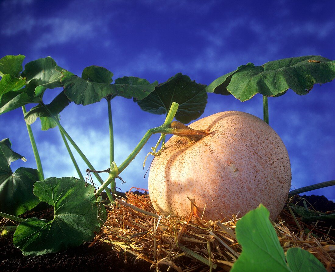 A large pumpkin with leaves on straw