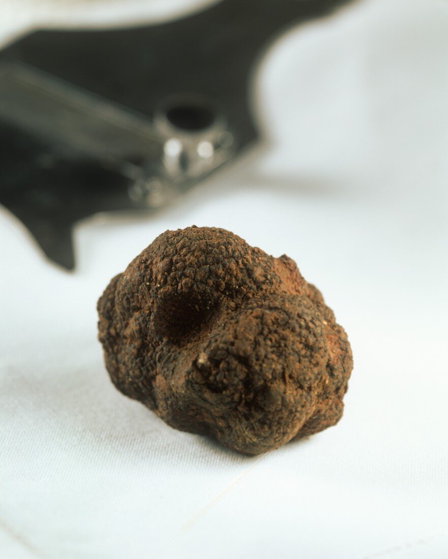 Black truffle, truffle plane in background