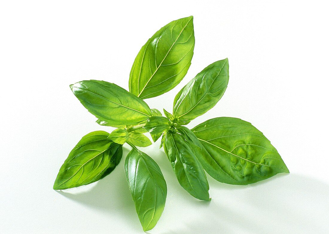 Basil