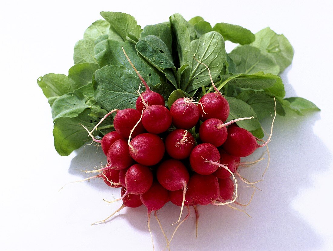 Bunch of radishes