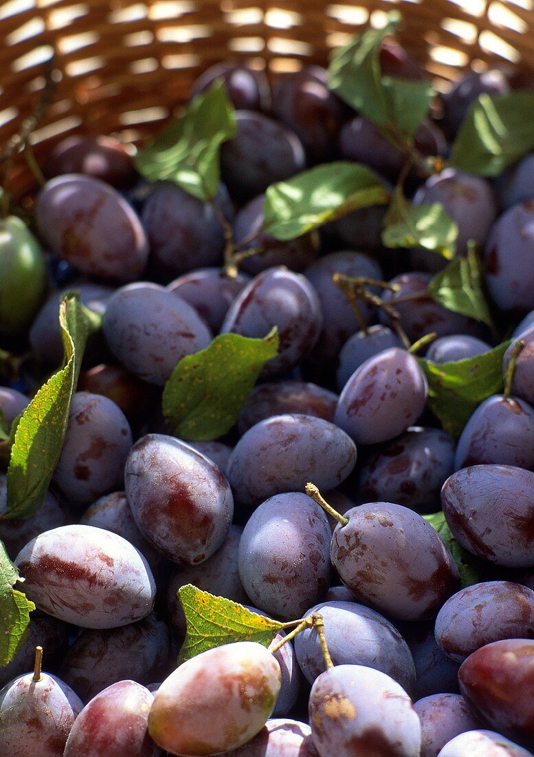 Plums in a basket