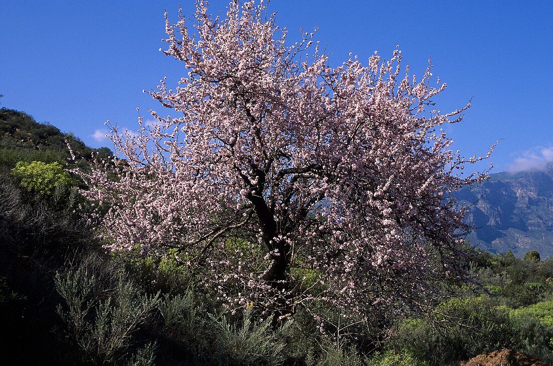 Flowering almond tree on Gran Canaria