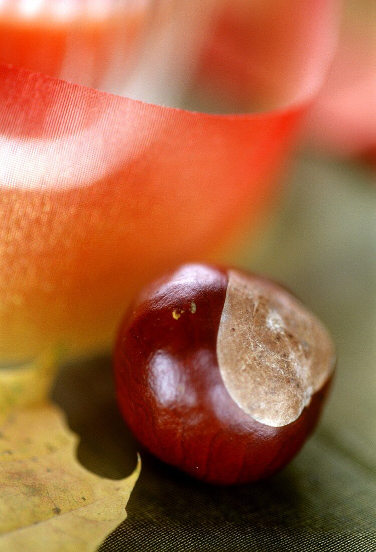 Horse chestnut