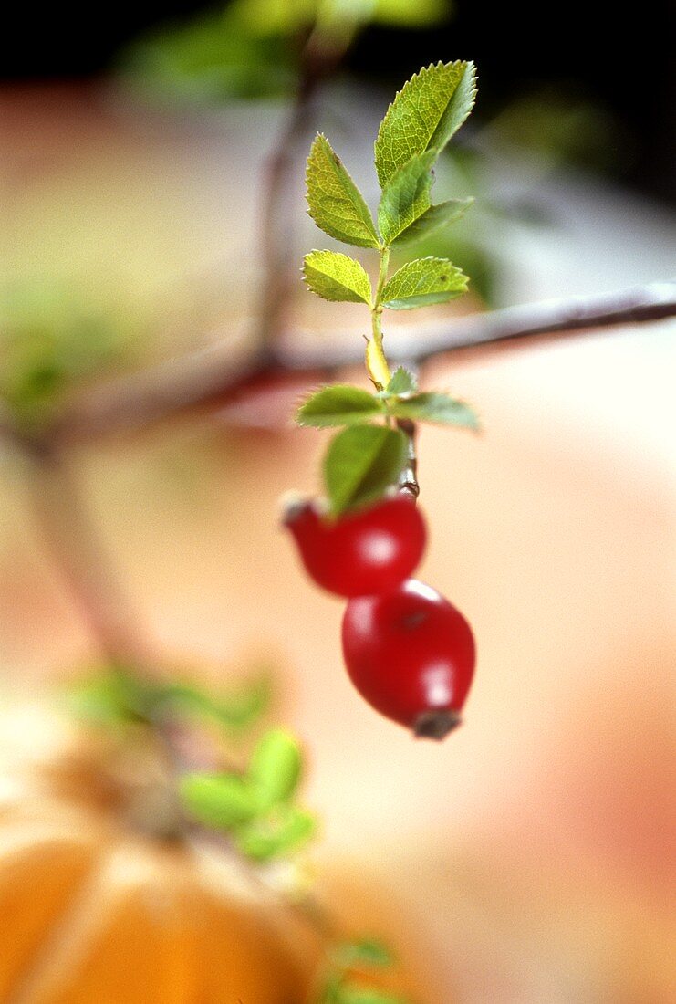 Rose hips on the branch