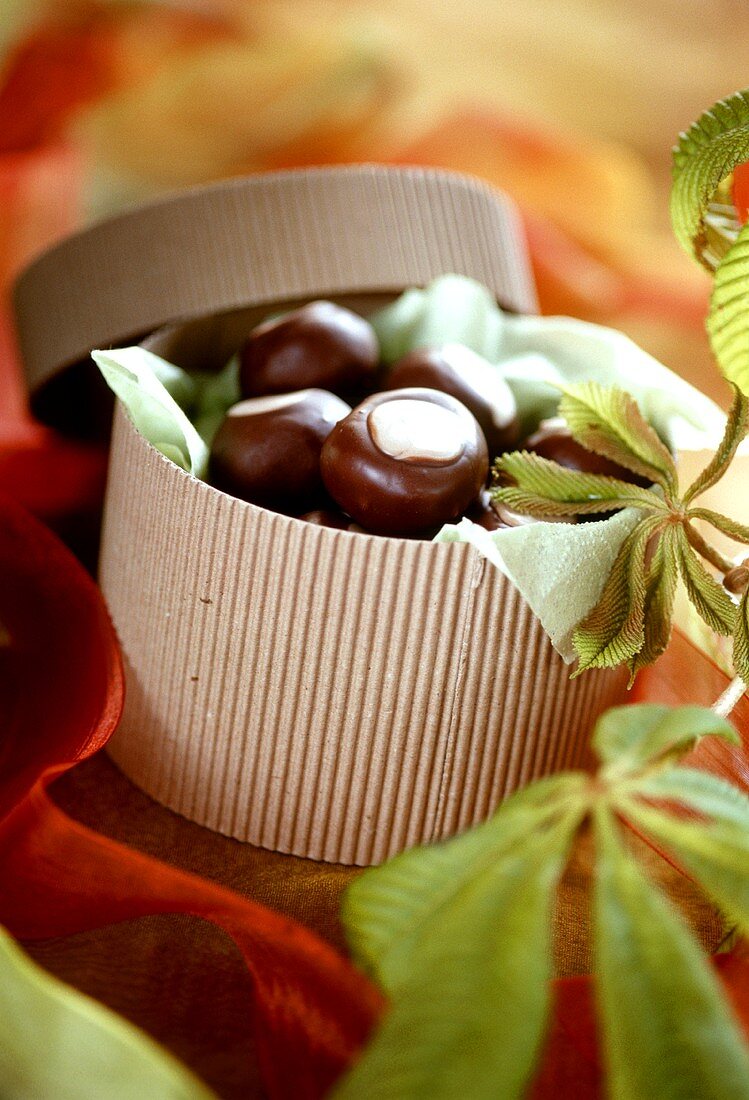 Schokoladen-Kastanien in einer Konfektschachtel