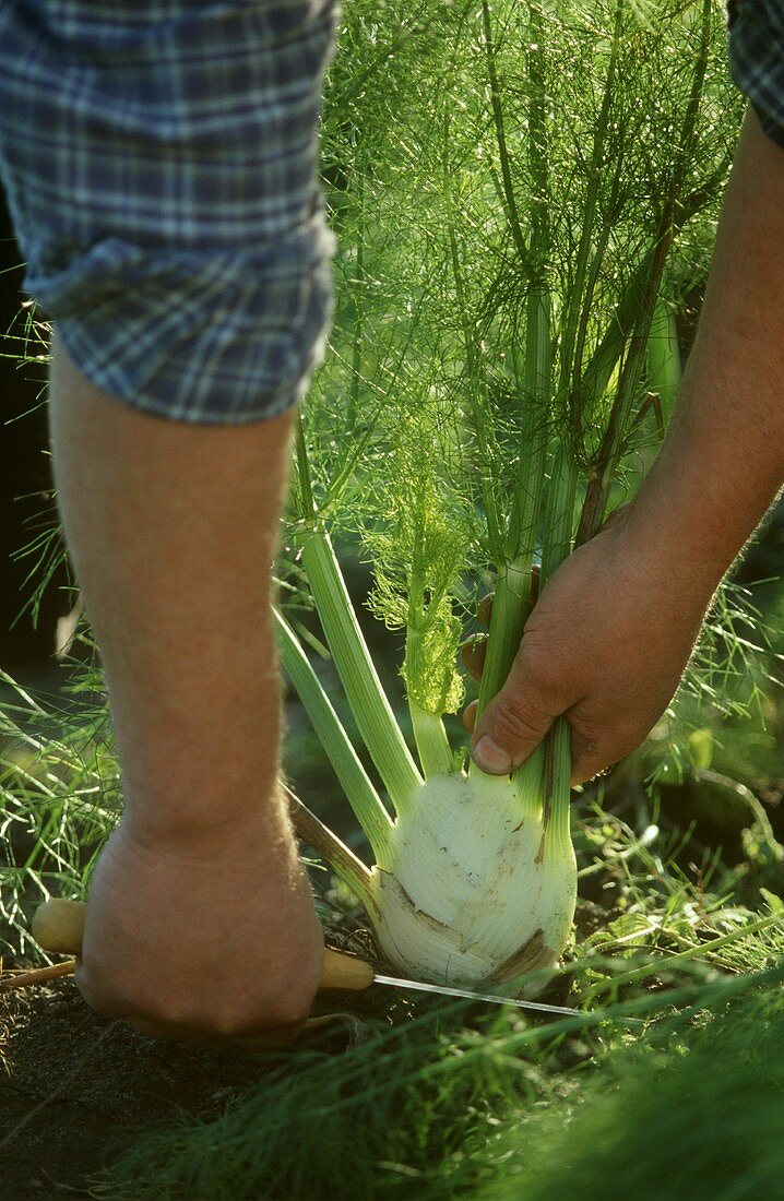 Man harvesting fennel