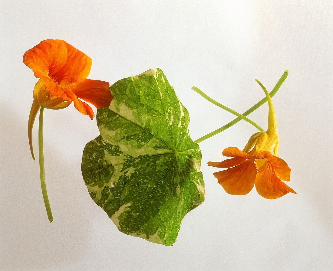 Nasturtium and leaf on a sheet of glass