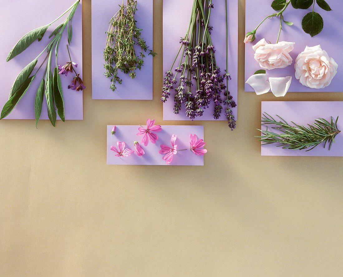 Various herbs on purple paper surfaces
