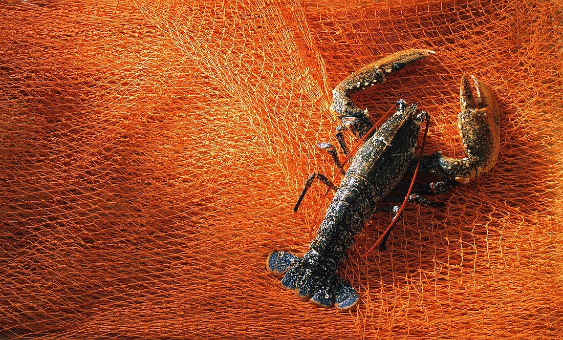 Fresh lobster on a fishing net