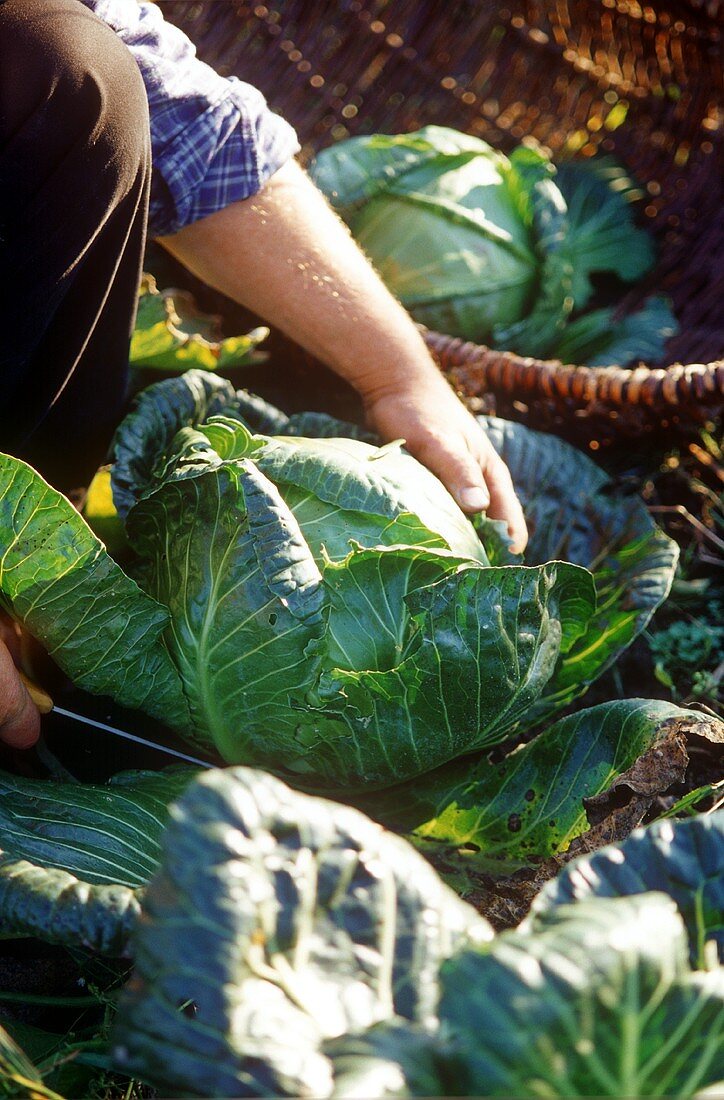 Man harvesting white cabbage