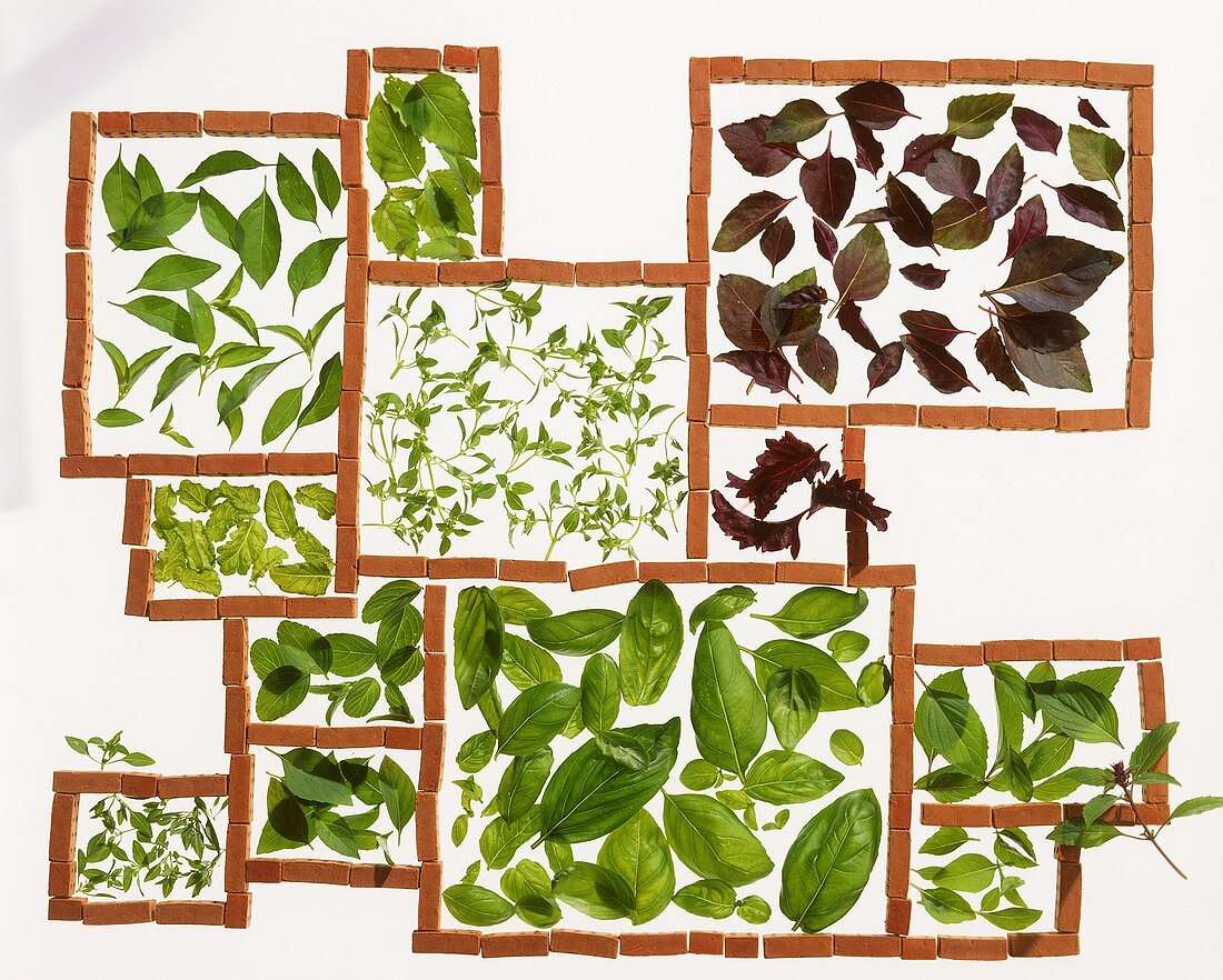 Leaves of different types of basil