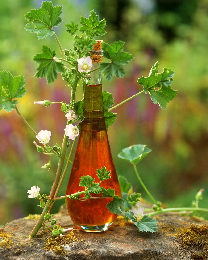 Mallow oil (medicinal remedy, also for skin and hair care) 