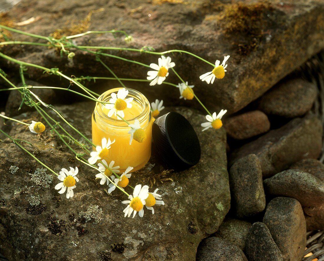 Camomile ointment and fresh camomile flowers (outdoors)