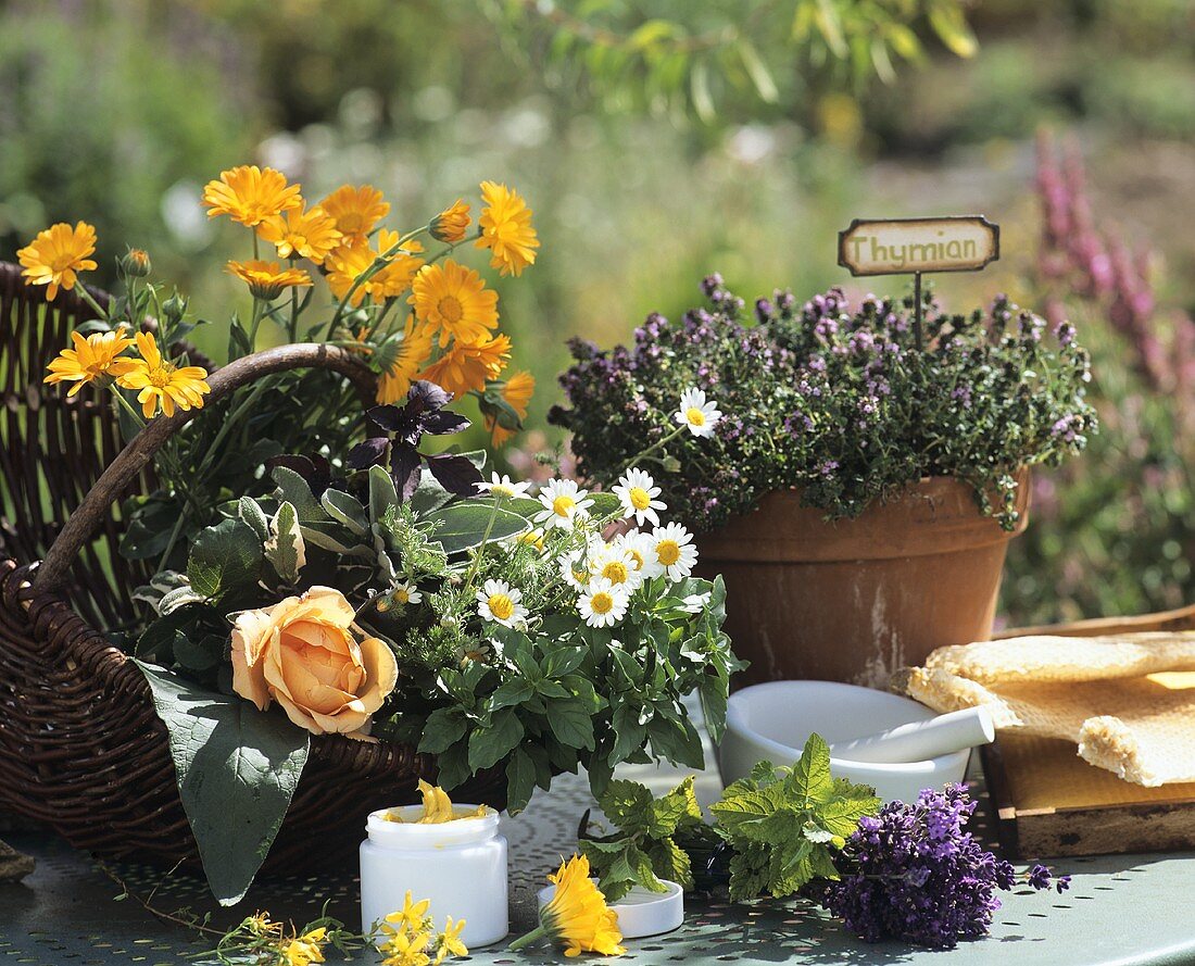 Stillleben mit Kräutern, Blüten, Ringelblumencreme