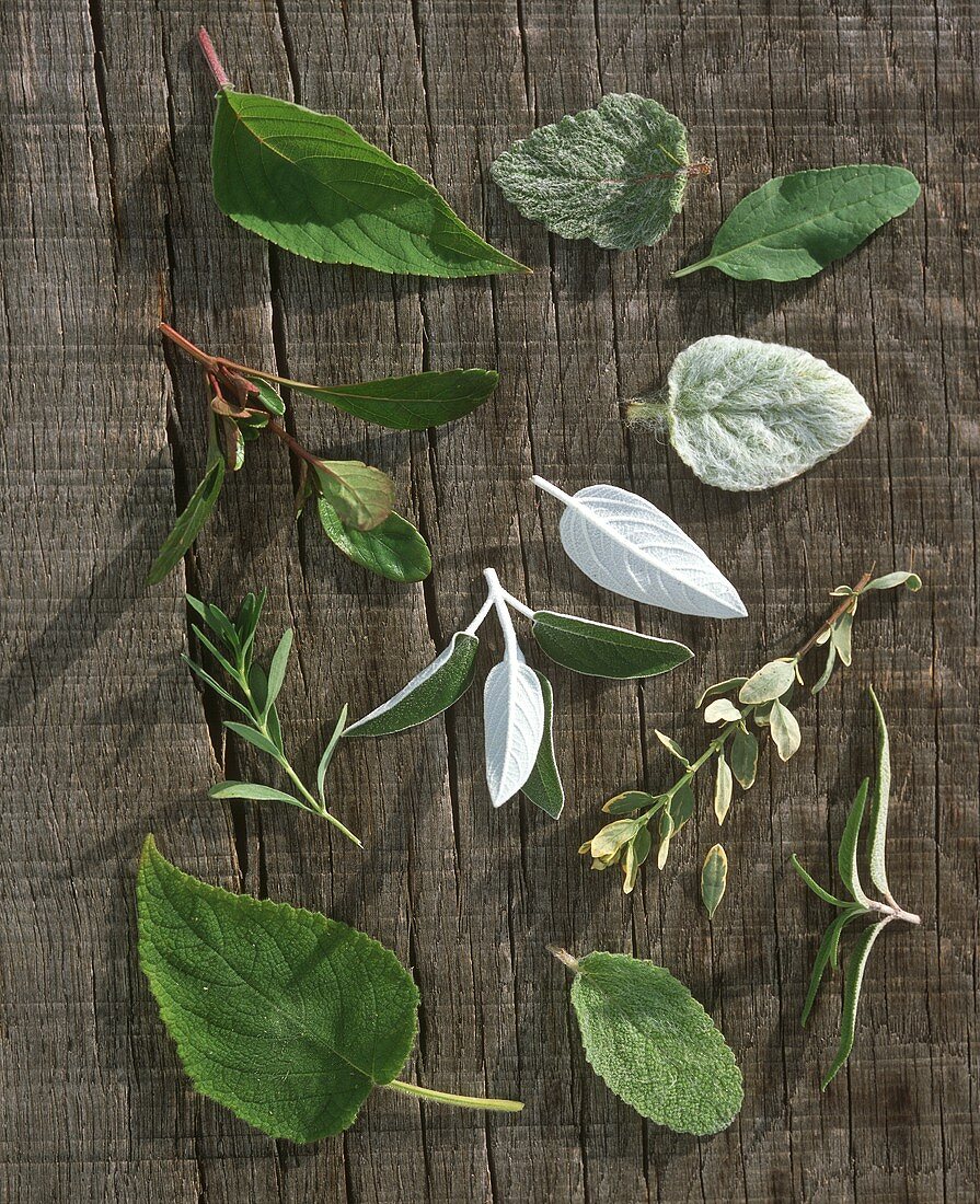 Various types of sage on wooden background