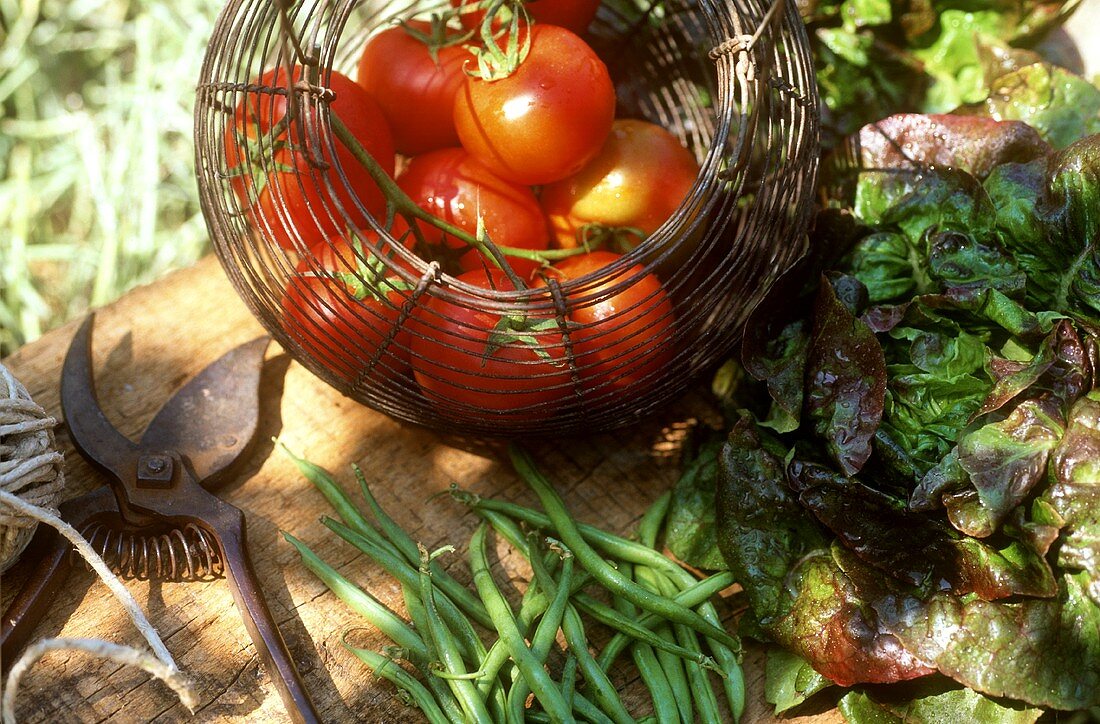 Kopfsalat, Tomaten und grüne Bohnen im Garten