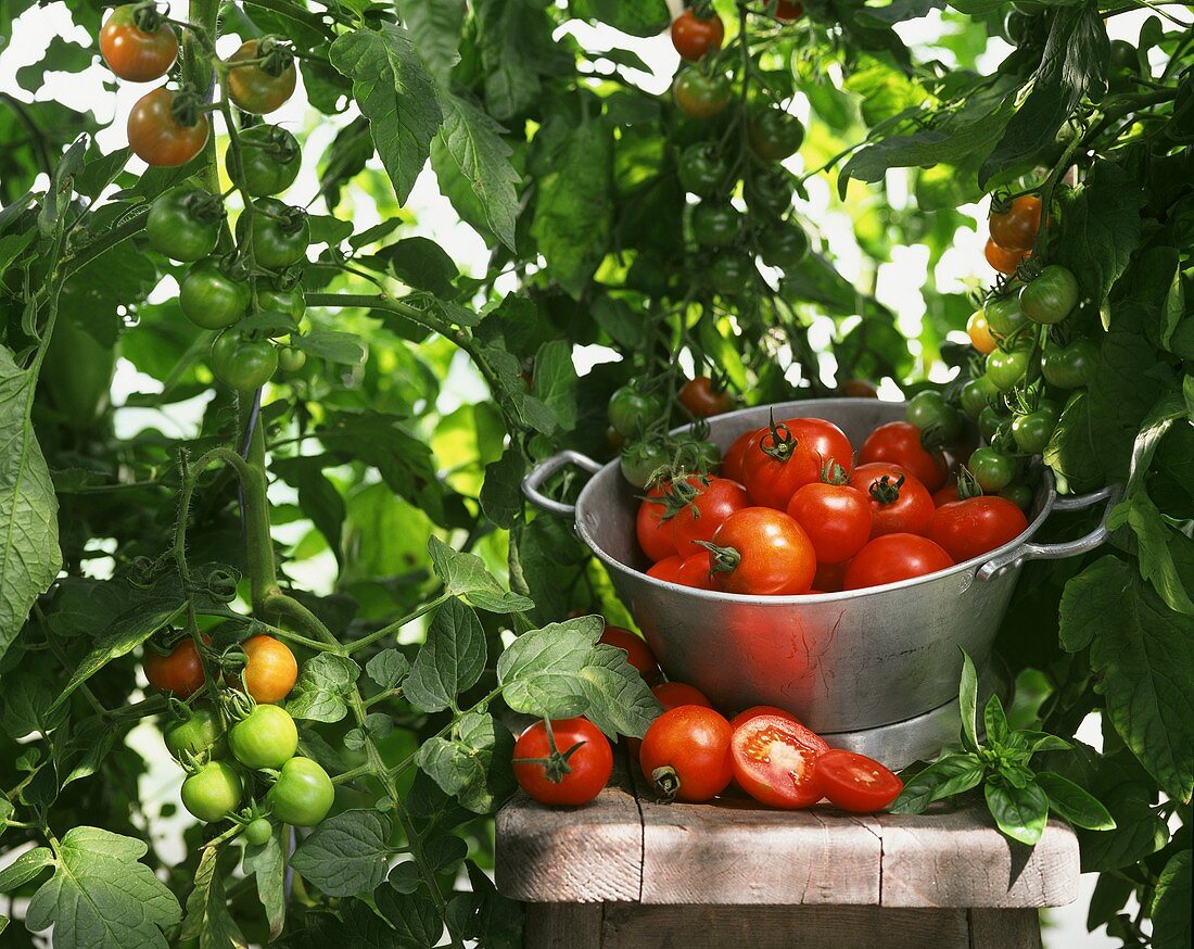 Picking tomatoes