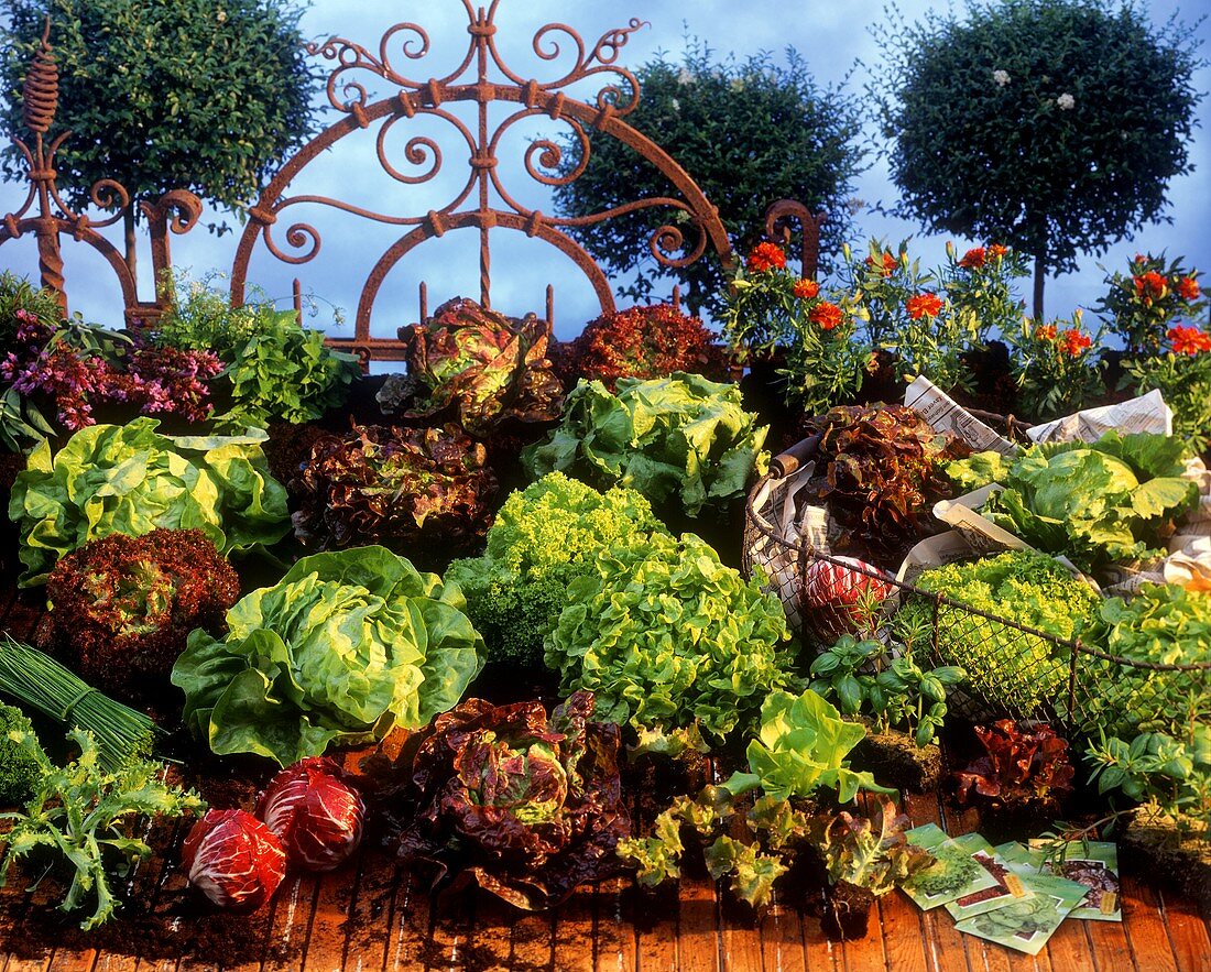 Various lettuces