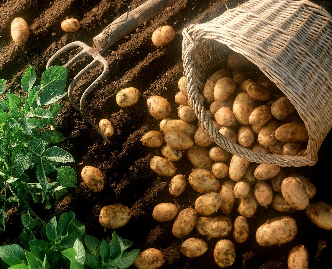 Frisch geerntete Kartoffeln