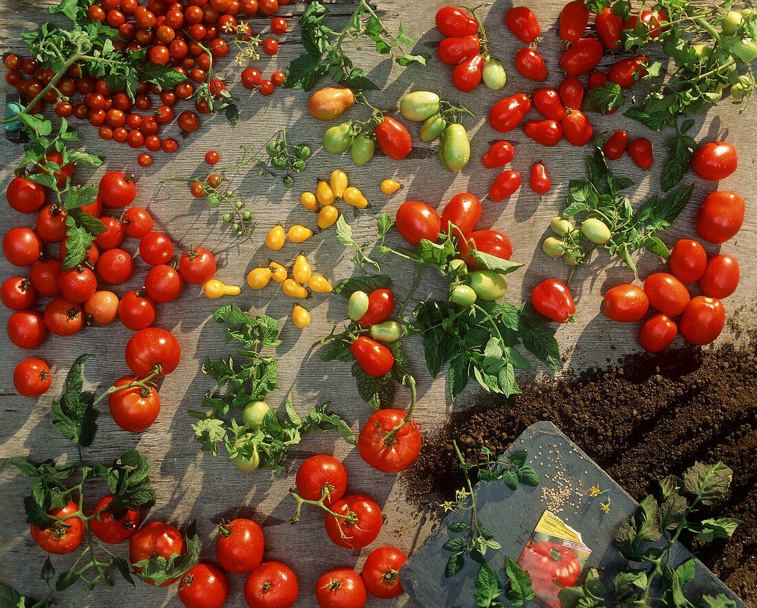 Various types of tomatoes