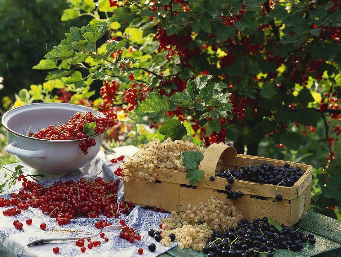 Frisch gepflückte Johannisbeeren