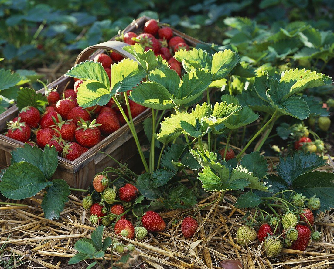 Frisch gepflückte Erdbeeren und Erdbeerpflanze