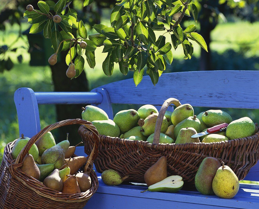 Pears in baskets