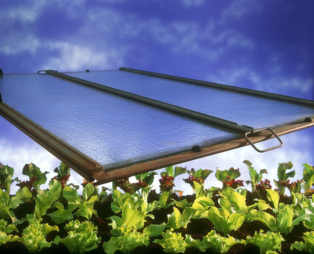 Lettuces in cold frame