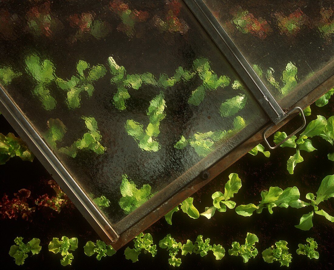 Lettuces in cold frame