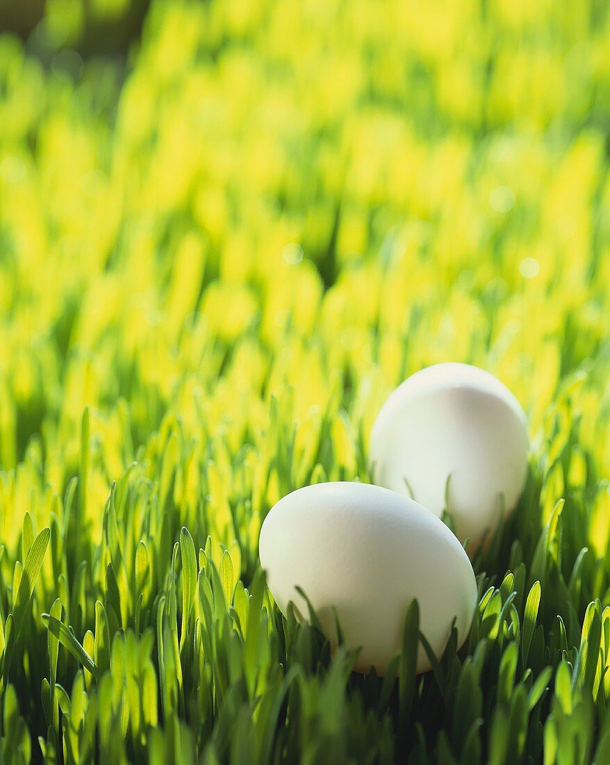 Zwei weiße Eier im Gras