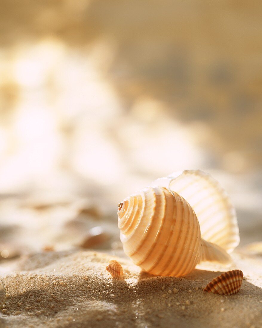 Muschelschalen auf Sand als Tischdeko