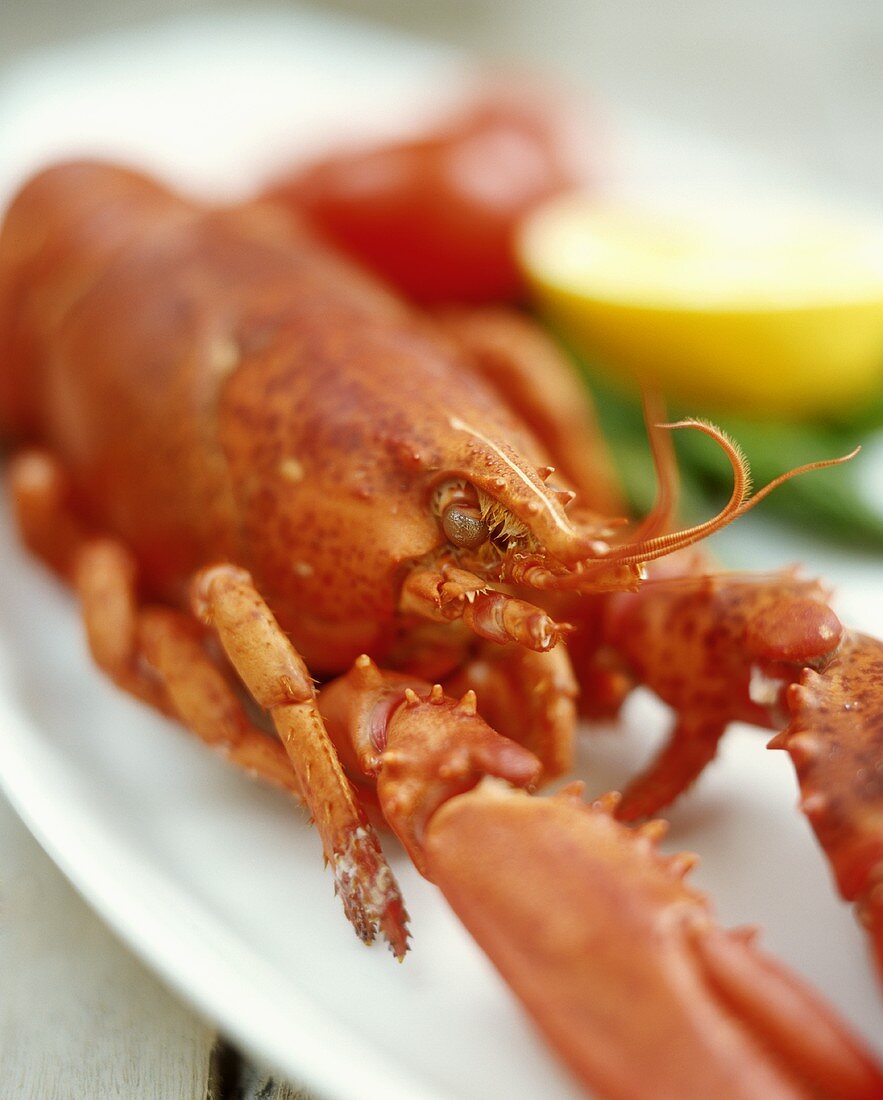 A Single Boiled Lobster