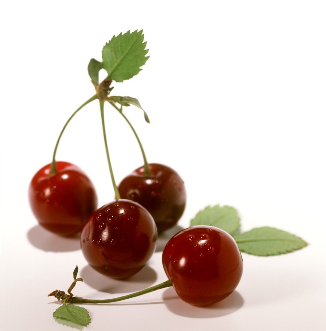 Sour cherries with stalks