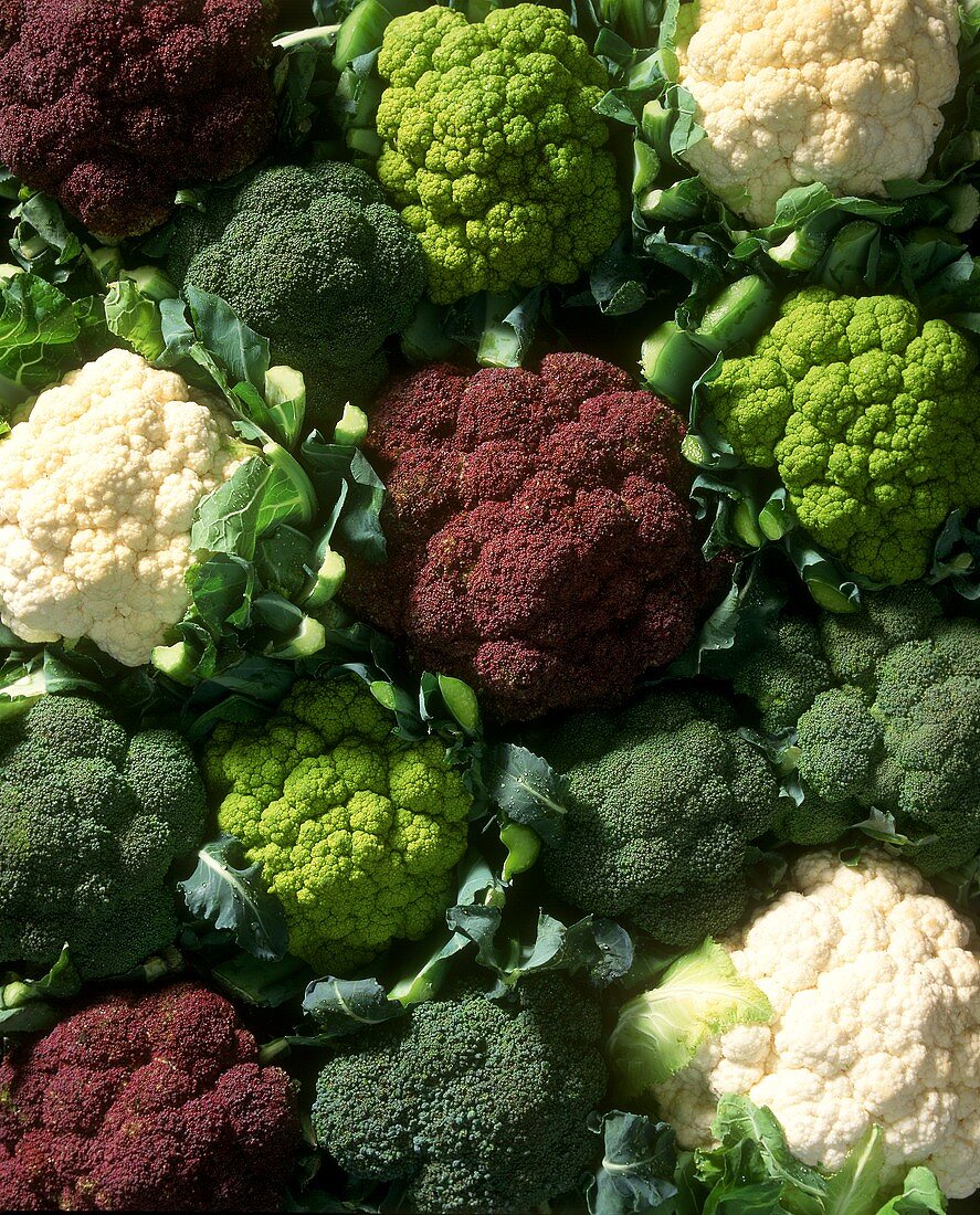 Various brassicas (broccoli, Romanesco, cauliflower)