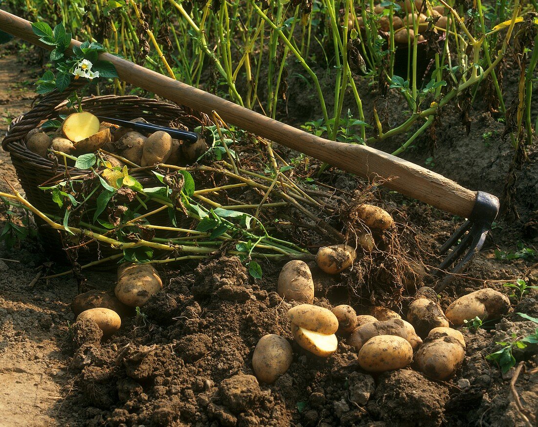 Potato harvest