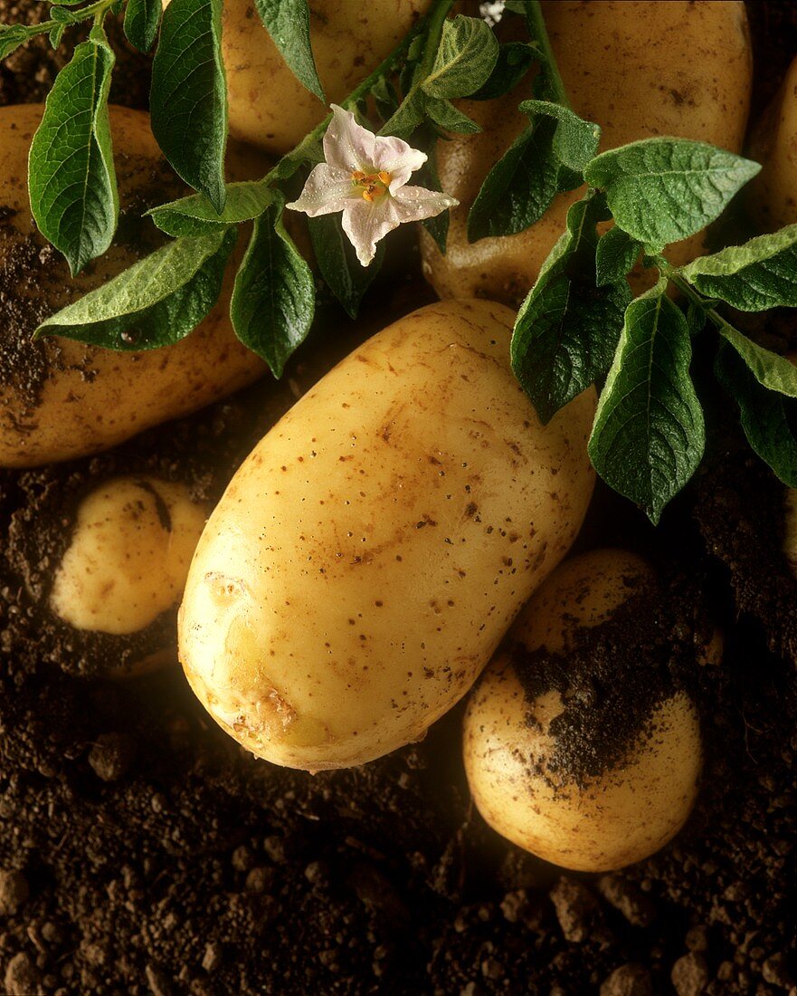 Flowering potato plant with potatoes